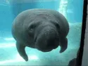 buffynyoom