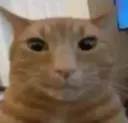 catevilstare