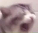 CGCatScream
