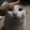 autisticcat Discord Emoji