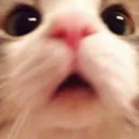 skitty_shock