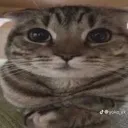 gato