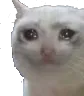 1961cryingcat