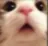 cat Discord Emoji