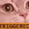 cat_triggered