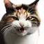 mad