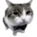 K9_bowcat K9_bowcat