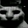 catdespair