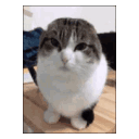 Catbop catbop Discord Emoji