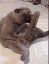 catcoc