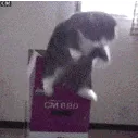 catjump