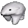 zoombear