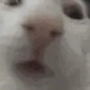 poogs