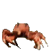 dancingcrab