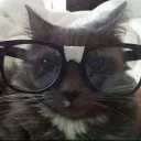 nerdcat