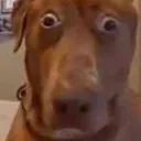 dickandballs