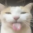 sili