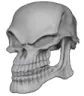 skull3