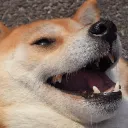 loldoge