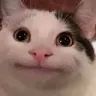 beluga beluga