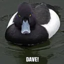 Dave