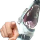 Anjing_lucu