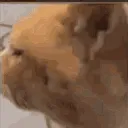 Hoh Hoh