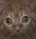 catBrainFreeze