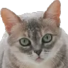 grochat