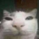 shutcat