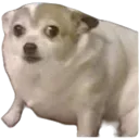smolconcern