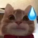 sweat_cat