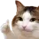 ok_cat