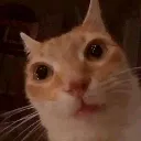 gato_volao