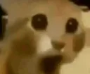 gasp