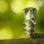caterpillar
