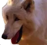 wolf_3 wolf_3