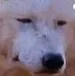 wolf_2