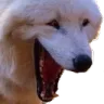 wolf_1