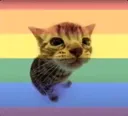 gay gay