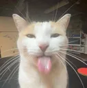 bleh