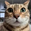 stare
