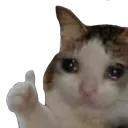 catthumbsup