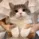 fjcat_hypedance