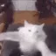 fjcat_swaydance fjcat_swaydance