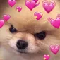 dog_hearts