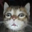 wl_frustcat Discord Emoji