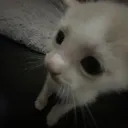 wl_lonelycat Discord Emoji