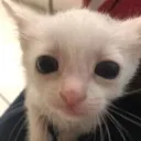 wl_confucat Discord Emoji