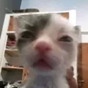 wl_wowcat2 Discord Emoji